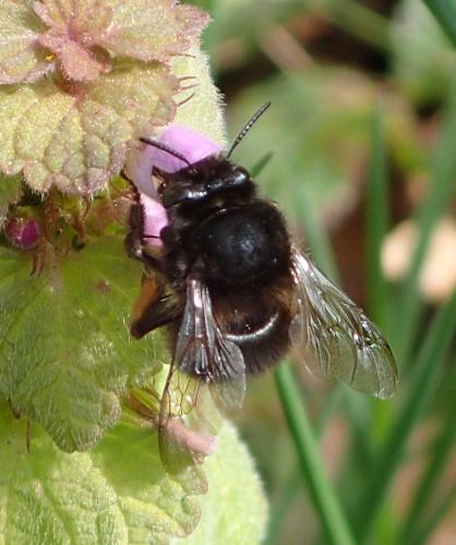 Anthophora plumipes